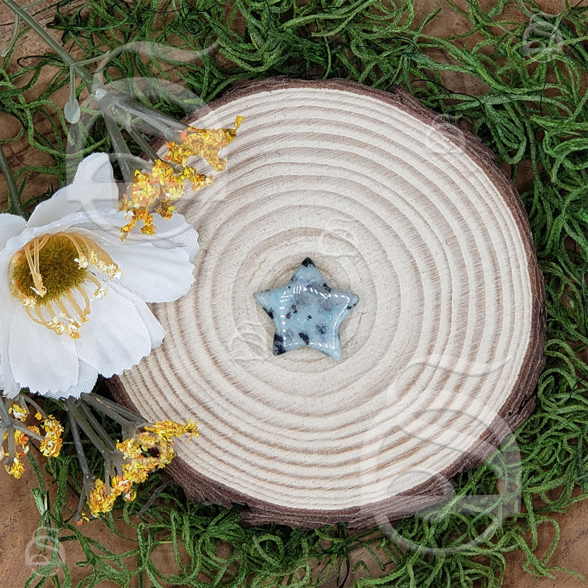 Polished Star Small - Jasper, Kiwi