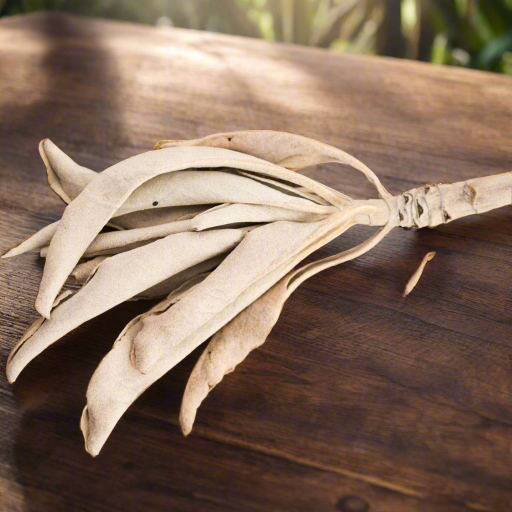 White Sage Leaves and Stems, Wildcrafted