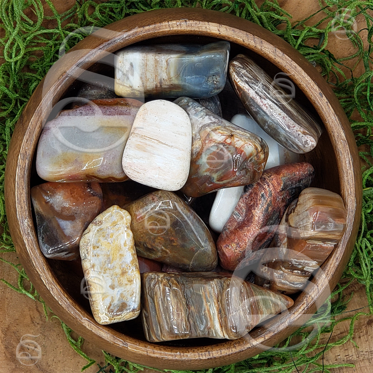 Petrified Wood - Polished