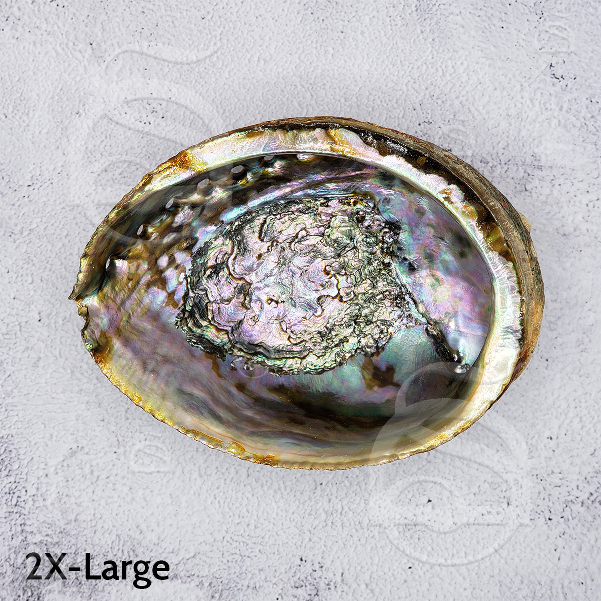 Abalone Shell - 2X-Large
