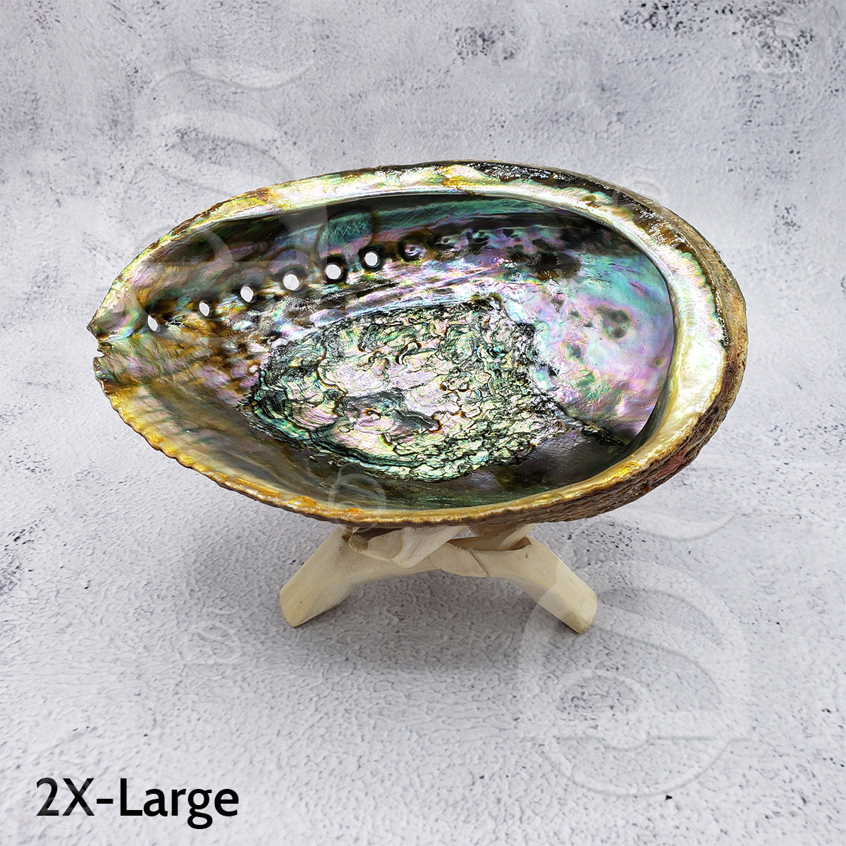 Abalone Shell - 2X-Large