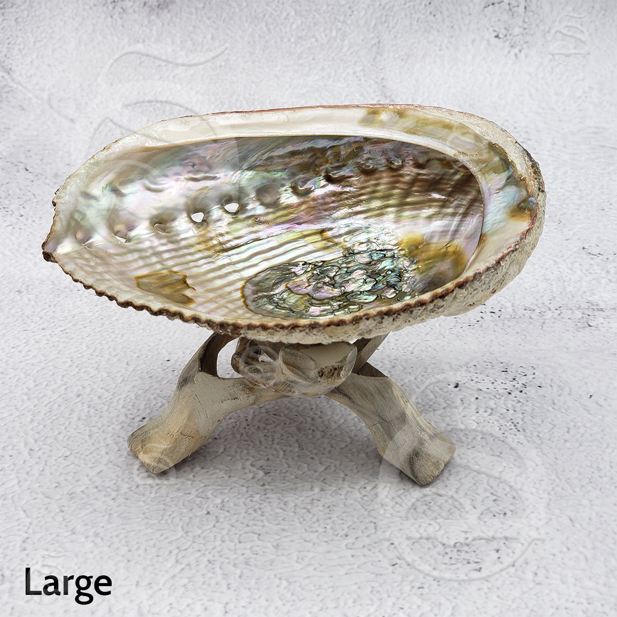 Abalone Shell - Large