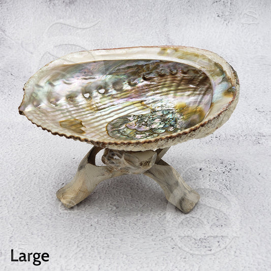 Abalone Shell - Large