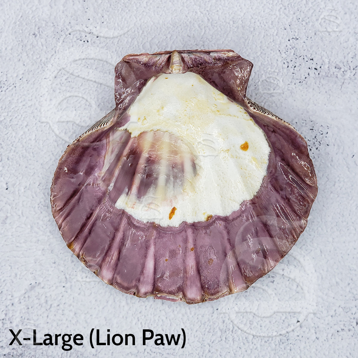 Lion Paw Shell - X-Large