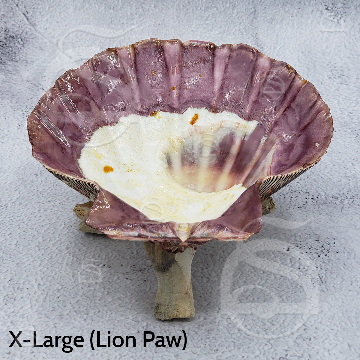 Lion Paw Shell - X-Large – Sage Den
