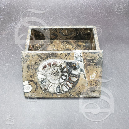 Limestone Goniatite Box