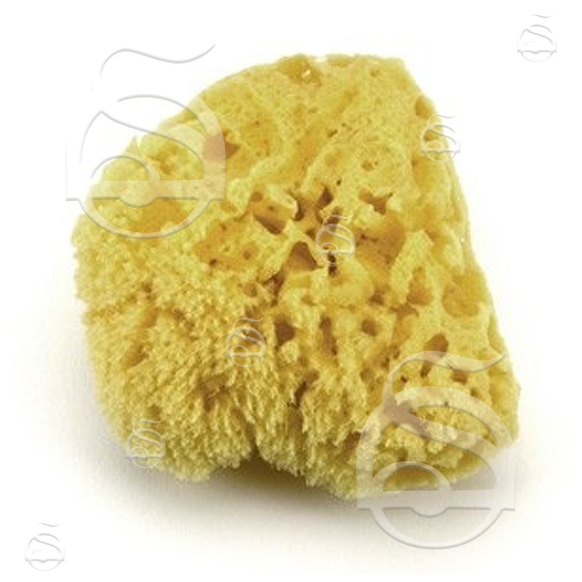 Bath Sea Sponge