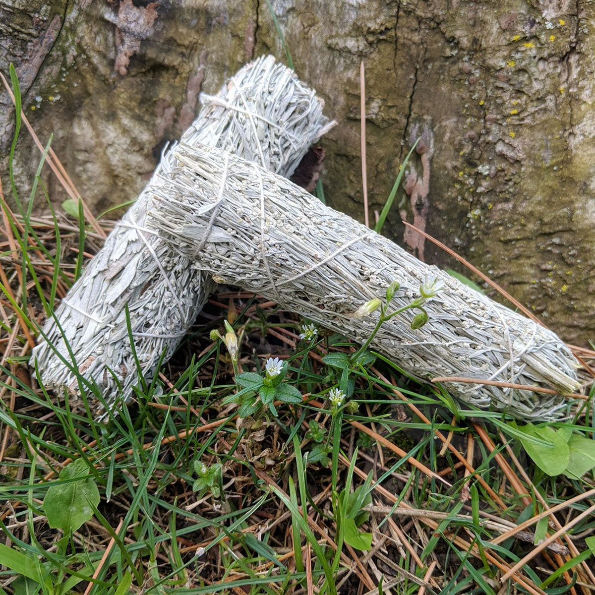 image_1